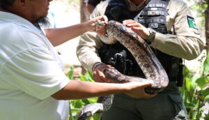 Asegura Policía de Guadalajara 36 serpientes en el presente temporal de lluvias - ZMG Noticias