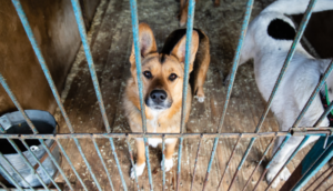 Proponen la captura de animales callejeros en Jalisco