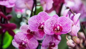 Guadalajara se convierte en la capital mexicana de la orquideología