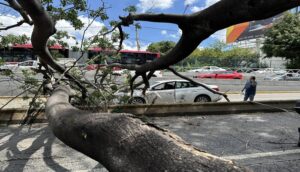 Un enorme árbol cae en López Mateos - ZMG Noticias