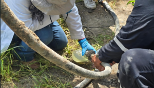 FGR desmantela toma clandestina y asegura hidrocarburo en Tlajomulco