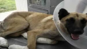 Perrito rescatado por maltrato animal sufrió quemaduras de segundo grado - ZMG Noticias