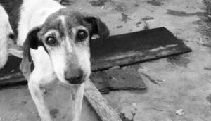 Video: Otro caso de crueldad animal ahora en Jesús María - ZMG Noticias