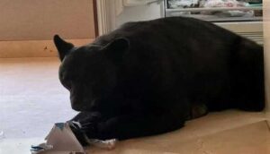 Video: Un oso "muy conchudo" - ZMG Noticias