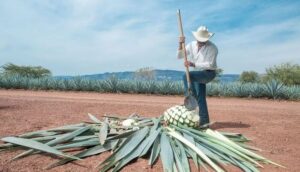 Agaveros tendrán nueva certificación - ZMG Noticias