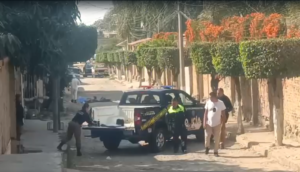 Autoridades investigan envenenamiento masivo de perros en Tonalá