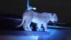 Capturan a leona en Ciudad Juárez - ZMG Noticias