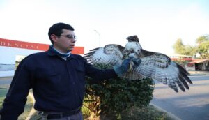 Aguililla fue asegurada por policías - ZMG Noticias