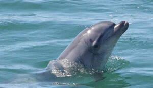 Contaminación de mares provoca consumo de fentanilo en Delfines - ZMG Noticias