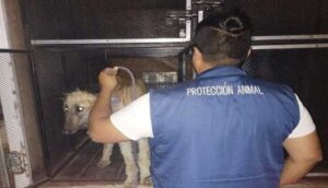 Rescatan a dos perros que sufrían maltrato animal - ZMG Noticias