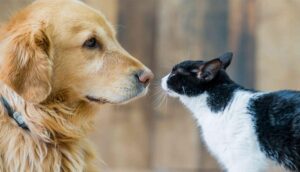 Ofrecen chips para perros y gatos de Zapopan - ZMG Noticias