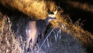 Rescatan y reubican a venado cola blanca - ZMG Noticias