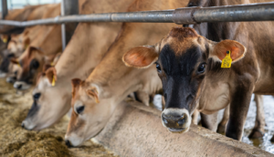 Regresa la Expo Ganadera Zapotlanejo 2025 tras 10 años de ausencia