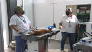 Habrá jornada de esterilización masiva en Guadalajara - ZMG Noticias