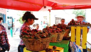 Aprueban instalación de la Feria de las Pitayas - ZMG Noticias