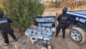 Aseguran 80 kilos de mariguana en brecha del municipio de Tequila