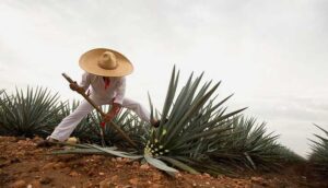 Agroindustria tequilera comprará agave a pequeños productores