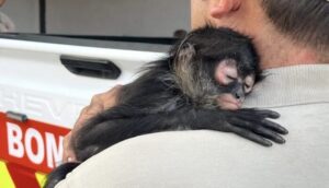 Rescatan a mono araña en Tlaquepaque - ZMG Noticias