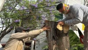 Reubican nido de pájaros carpinteros en Guadalajara - ZMG Noticias