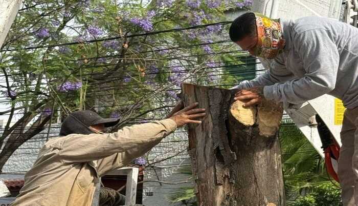 Reubican nido de pájaros carpinteros en Guadalajara - ZMG Noticias