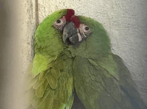Rescatan a Guacamayas que no podían volar - ZMG Noticias