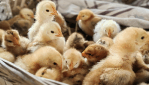 México suspende importación de productos avícolas brasileños por brote de gripe aviar