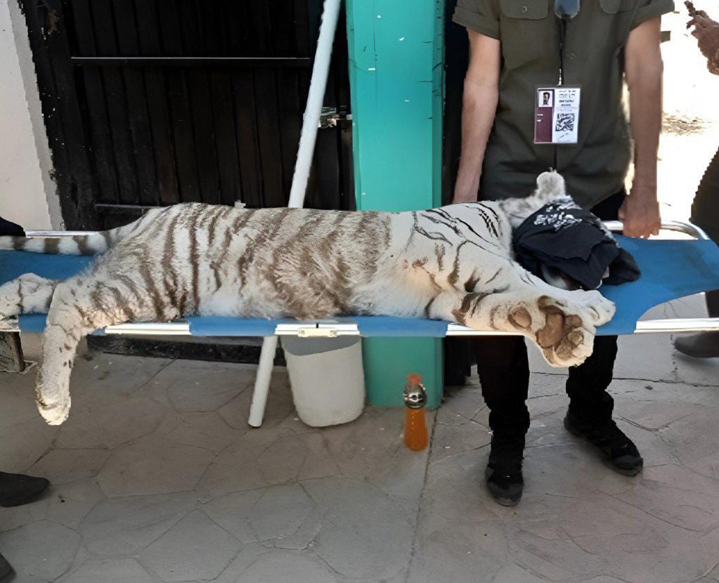 Aseguran Tigre Albino en Ocotlán - ZMG Noticias