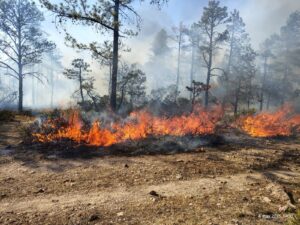 Emergencia Atmosférica por incendio en Paraje La Llorona - ZMG Noticias