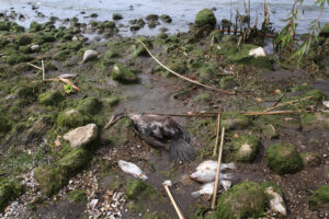 Cientos de peces muertos en Chapala alertan a autoridades - ZMG Noticias