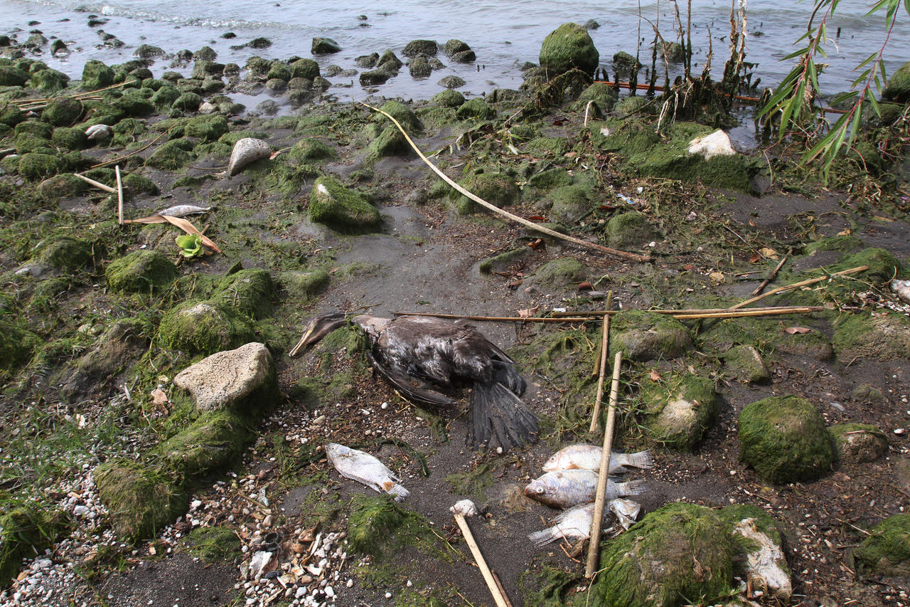 Cientos de peces muertos en Chapala alertan a autoridades - ZMG Noticias