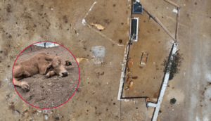 Con drones, Fiscalía recupera ganado robado en Zapopan