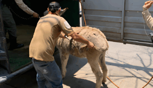 Rescatan burrita y perro abandonado tras denuncia ciudadana en Guadalajara