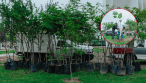 Guadalajara busca ser la ciudad más verde de México: plantan más de 200 árboles en La Normal