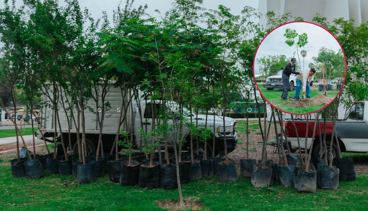 Guadalajara busca ser la ciudad más verde de México: plantan más de 200 árboles en La Normal - ZMG Noticias Guadalajara busca ser la ciudad más verde de México: plantan más de 200 árboles en La Normal