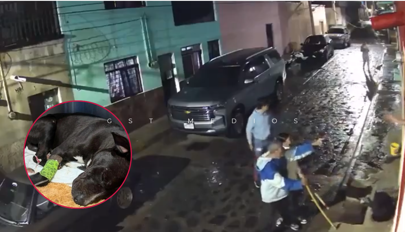 Fiscalía de Jalisco abre investigación por presunto maltrato animal en Tonalá - ZMG Noticias Fiscalía de Jalisco abre investigación por presunto maltrato animal en Tonalá