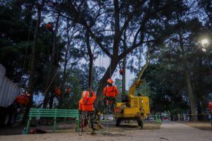 Retira Guadalajara más de 500 árboles secos o en riesgo - ZMG Noticias