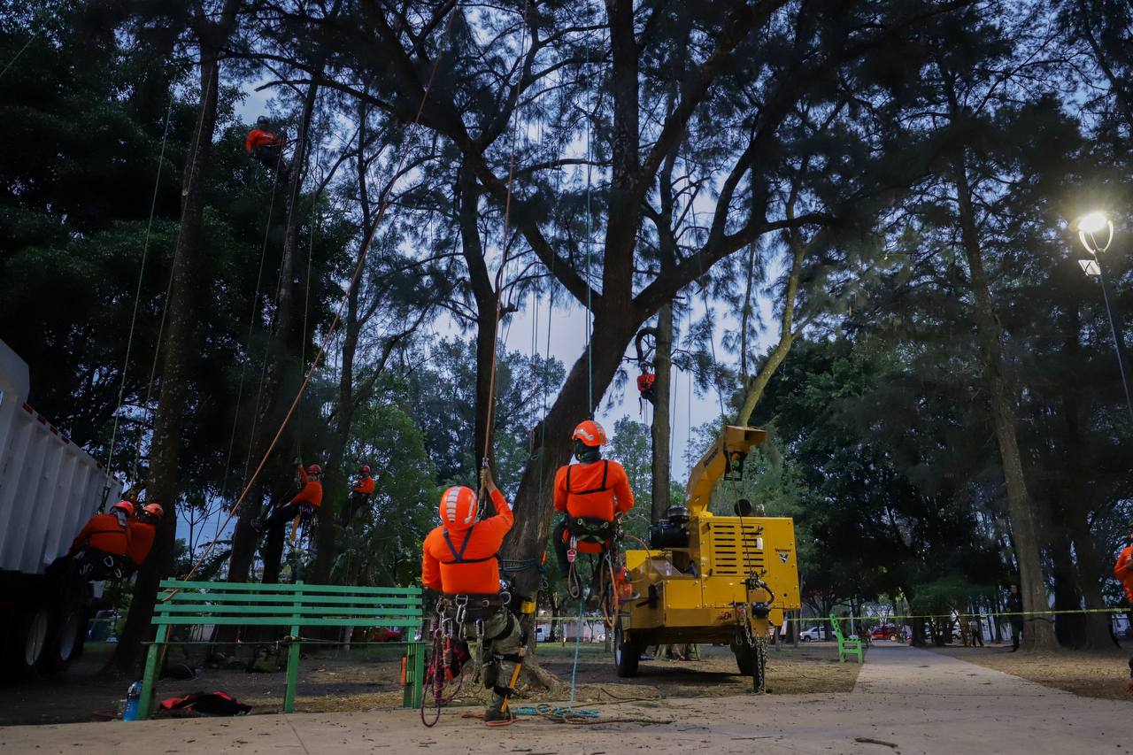 Retira Guadalajara más de 500 árboles secos o en riesgo - ZMG Noticias