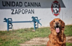 Murió Akira perrita golden retriever - ZMG Noticias