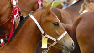 Otro caso de crueldad animal en Tlajomulco - ZMG Noticias