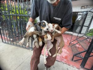 Rescatan a 17 caninos en condiciones de hacinamiento - ZMG Noticias