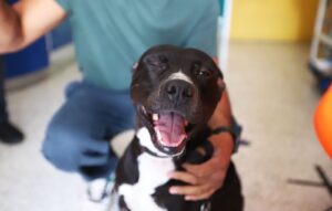 "Negrito" y otros perritos esperan una segunda oportunidad para ser amados - ZMG Noticias