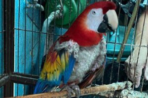 Rescatan 18 aves silvestres en Iztapalapa - ZMG Noticias