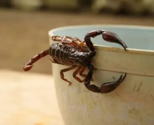 Aumentan las picaduras de alacrán en la Zona Metropolitana de Guadalajara - ZMG Noticias