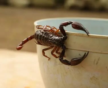 Aumentan las picaduras de alacrán en la Zona Metropolitana de Guadalajara - ZMG Noticias