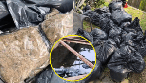 Aseguran 400 kilos de marihuana en canal de la colonia 5 de Mayo