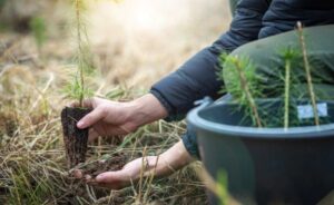 Jalisco supera meta de reforestación 2025 - ZMG Noticias