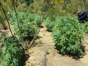 Localizan y destruyen tres sembradíos de droga en Hostotipaquillo - ZMG Noticias