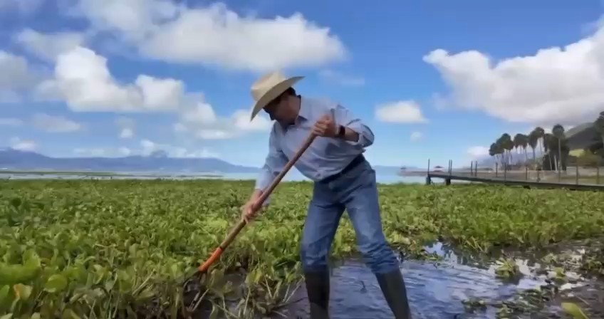 Arrancan campaña de extracción de lirio en el Lago de Chapala - ZMG Noticias