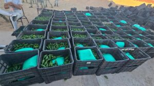 Logran decomisar más de una tonelada de drogas sintéticas - ZMG Noticias