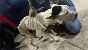 Rescatan a "Flaco", perrito que se encontraba en abandono en El Salto